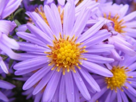 Plants & Flowers Used In EYFS Resource Activity